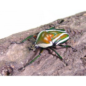Dicronorhina derbyana...