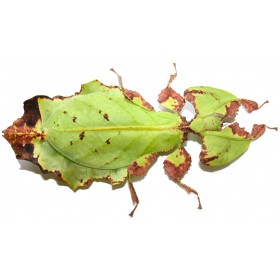 Phyllium giganteum