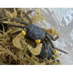 Geosesarma Golden eye Mâle