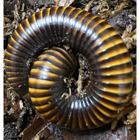 Pelmatojulus ligulatus 7-10 cm