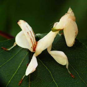 Hymenopus coronatus L3