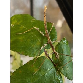 Onchestus rentzi L2/L3