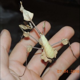 Gongylus gongylodes Femelle...