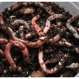 Lumbricus 15 pièces