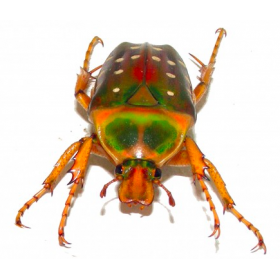 STEPHANORRHINA JULIA -...