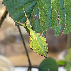 Phyllium gantungense