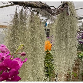 Tillandsia usneoides +...