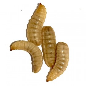 Hermetia illucens boite 50g