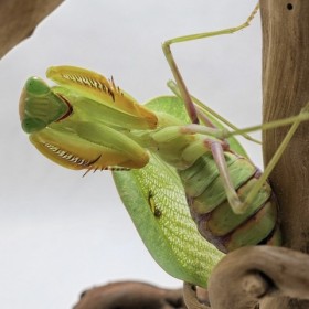 Sphodromantis lineola L3