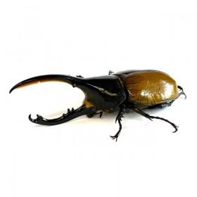 Dynastes hercules lichyi...
