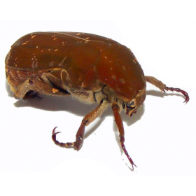 Portaetia culta culta -...