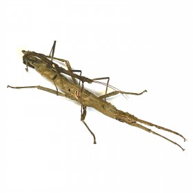 Hypocyrtus scythrus
