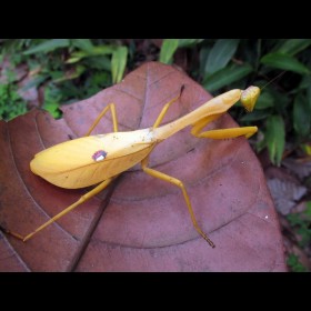 Stagmatoptera femoralis L3