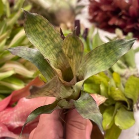 Vriesea gigantea nova