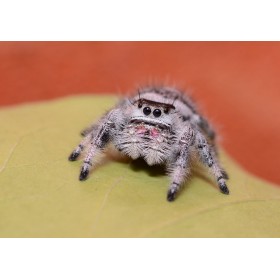 Phidippus regius florida 2 mm