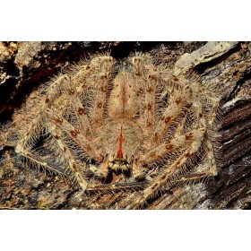 Heteropoda davidbowie 8 cm