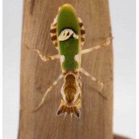 Creobroter gemmatus L2