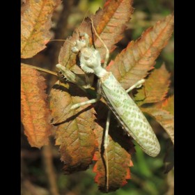 Blepharopsis mendica L3