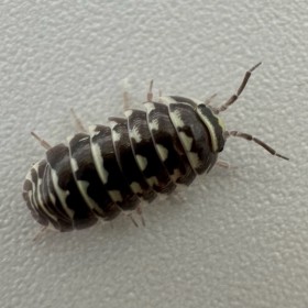 Armadillidium maculatum...