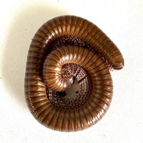 Telodeinopus auoti