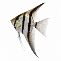 Aquariophilie