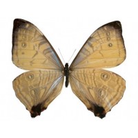 Entomologie