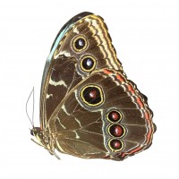 Papillons de la famille des Morphini (Morpho)
