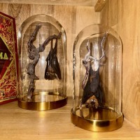 Cabinet de curiosités – Insectes naturalisés, fossiles & objets