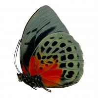 Papillons de la famille des Nymphalidae