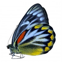 Pieridae