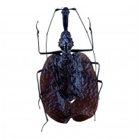 Carabidae